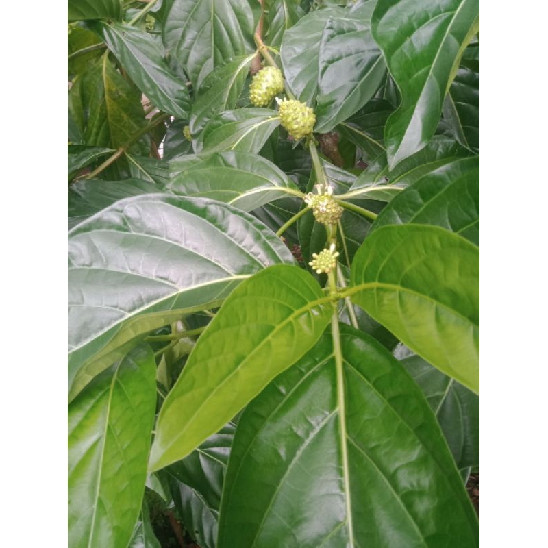 

daun mengkudu segar 10lembar