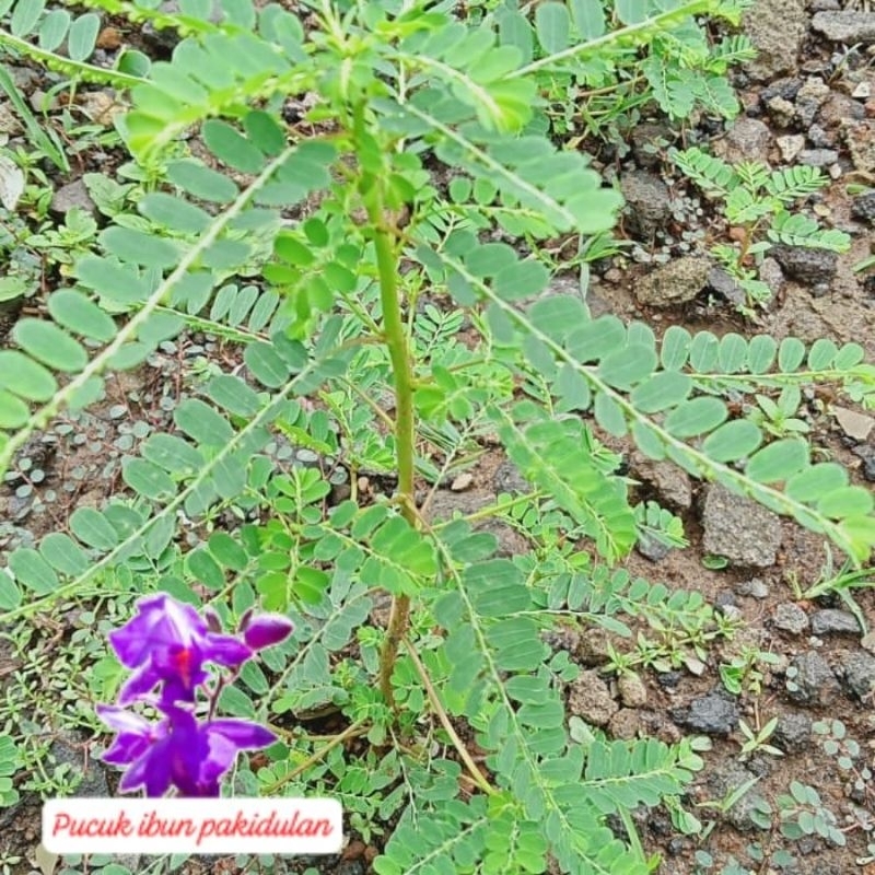 

daun mniran herbal 100g
