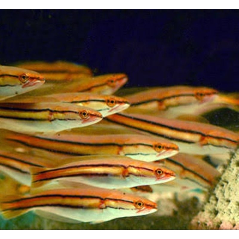 pelengkap aquarium toman ORI kalimantan