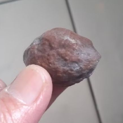 Muncang Adu Mayit Jawa Ori Tua Jatuhan