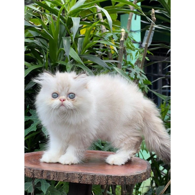 peaknose midol betina long hair lucu