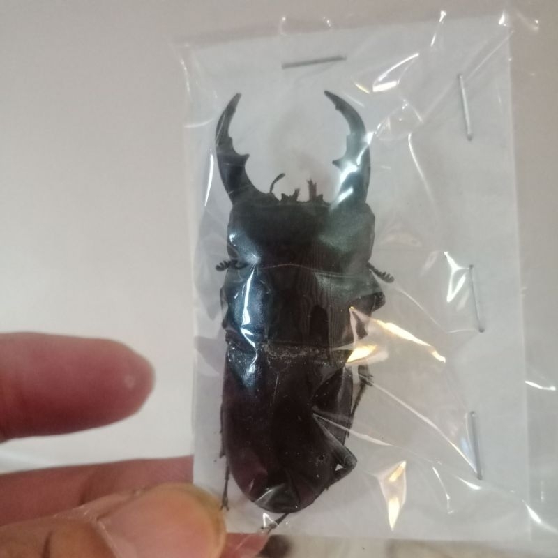 taxydermi awetan serangga kumbang capit dorcus titanus