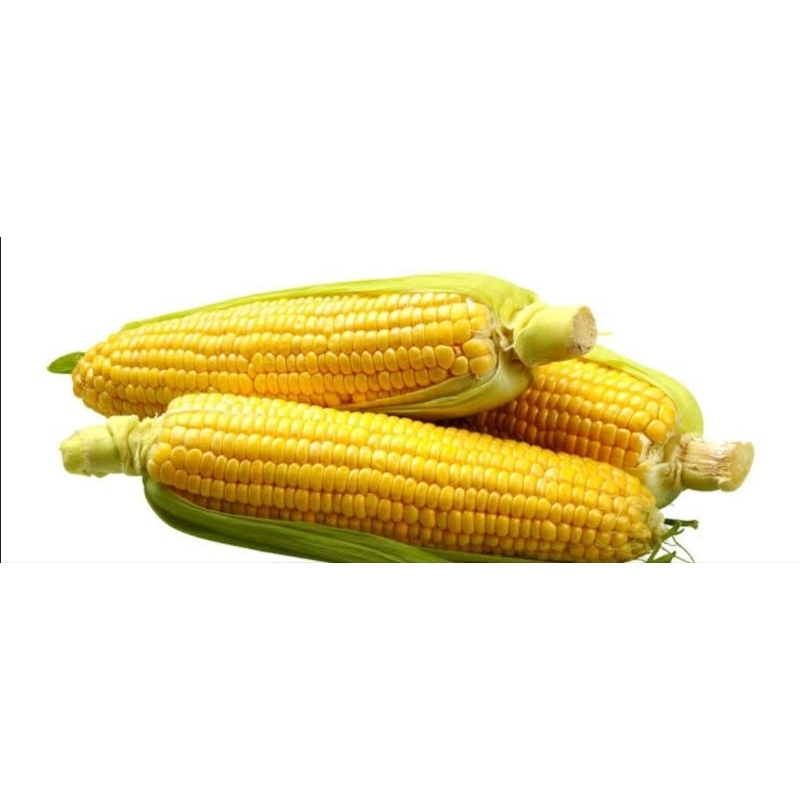 

jagung manis (per pack isi 2pcs)