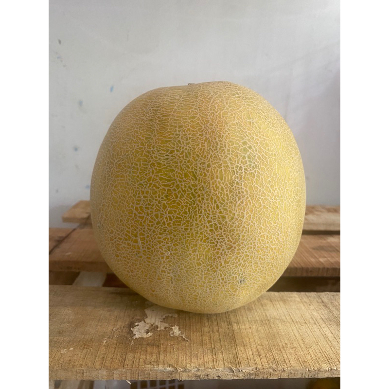 

MELON MADU 1 BUAH