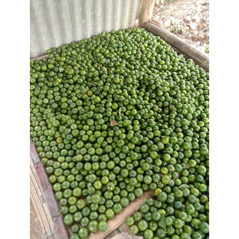 

jeruk Sunkist jeruk peras 1kg langsung petik dari pohon