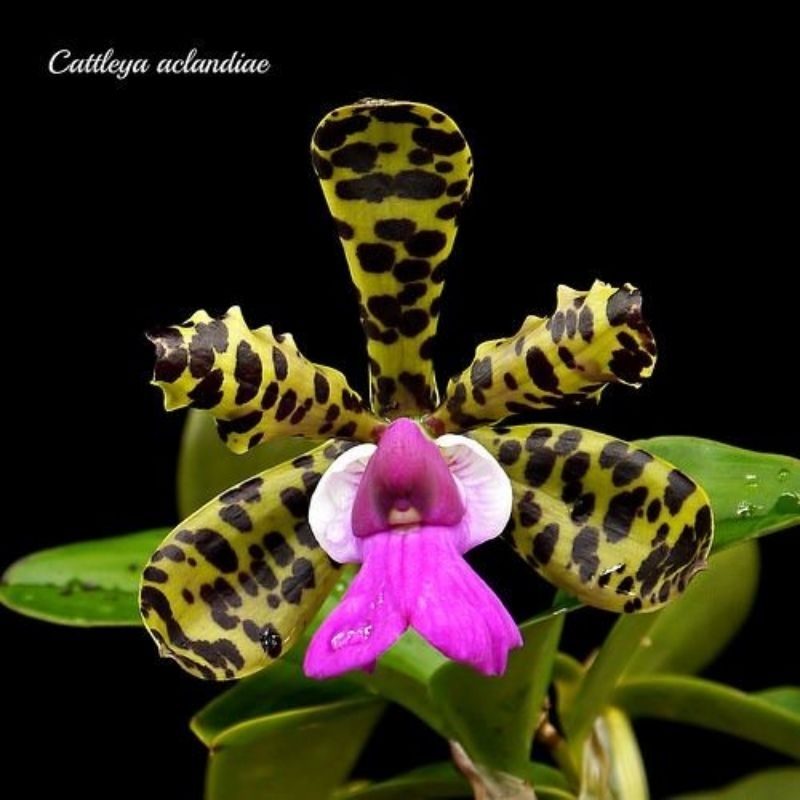 Bunga Anggrek Catleya seedling ( ID. Aclandiae )