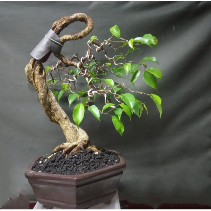 bonsai beringin benjamin / tanaman beringin