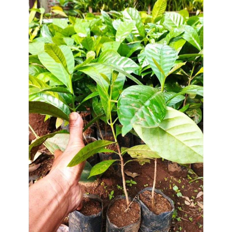 Bibit pohon kopi 1 bibit pohon kopi