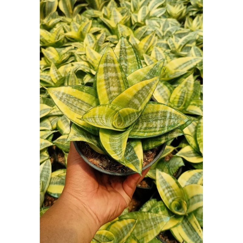 Sansevieria Hahnii Philipine pot 12cm