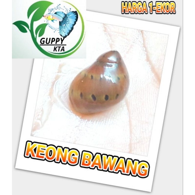 keong bawang aquascape pembersih alga dan lumut