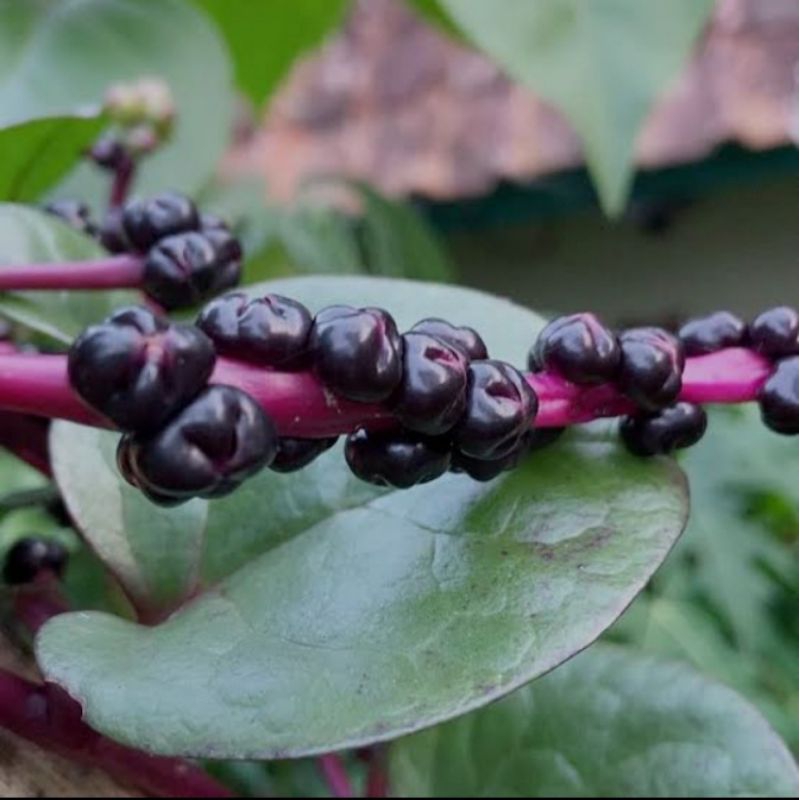 

buah angkung herbal alami,obat struk,isi 100 biji