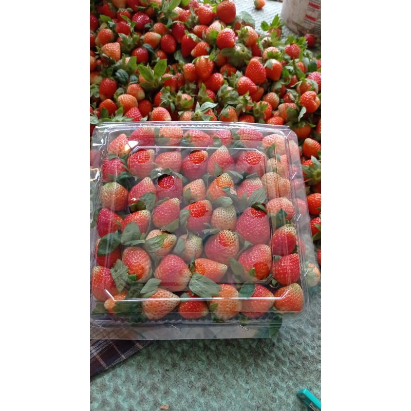 

strawberry fresh 1 kg