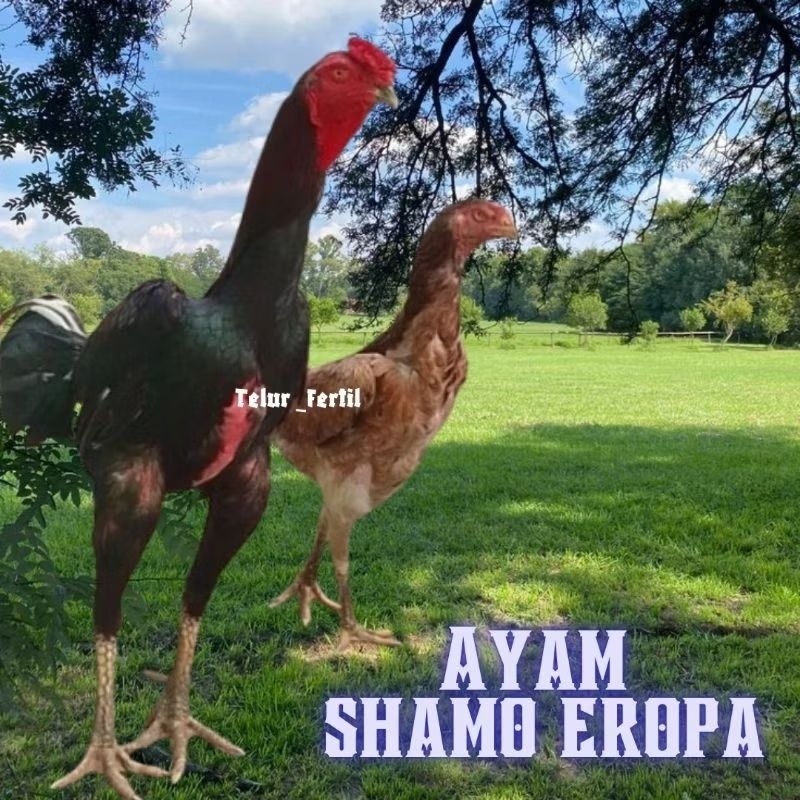 

telur ayam shamo eropa ori petarung bisa untuk di tetaskan