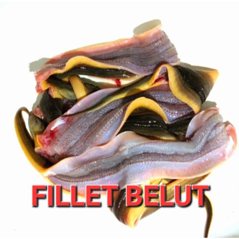 BELUT FILLET // BELUT SAWAH // MPASI // BELUT SEGAR