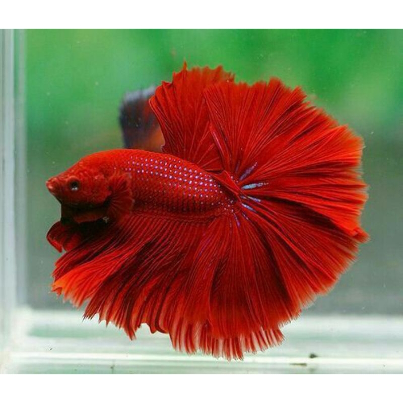 

kardus isi cupang super red