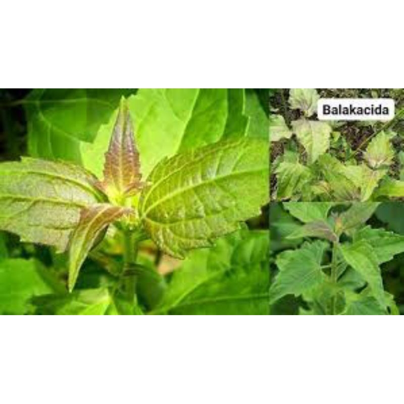 

daun kirinyuh segar pres untuk Lambung dan paru-paru 1kg