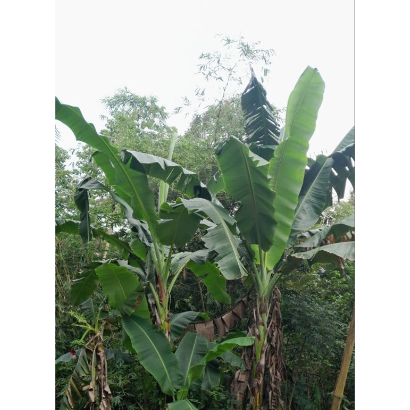 

daun pisang per 1 lembar
