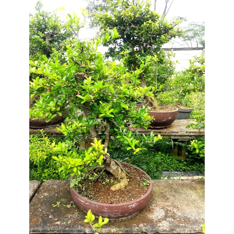 BONSAI SIANCI CERRY BARBADOS UKURAN BESAR SUDAH DAN SEDANG BERBUAH