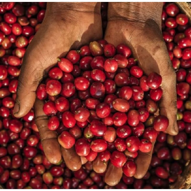 

Biji kopi Lampung Bagio baru petik merah/cerri 1000 gr