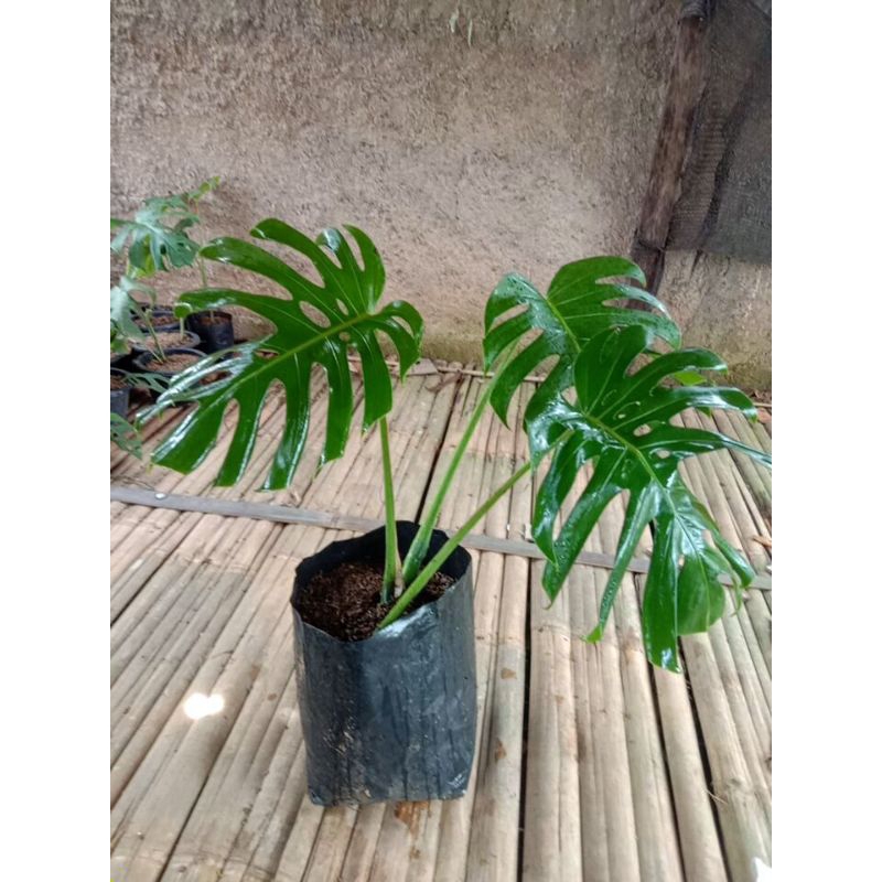 Monstera Brazilian Form Siap Rawat