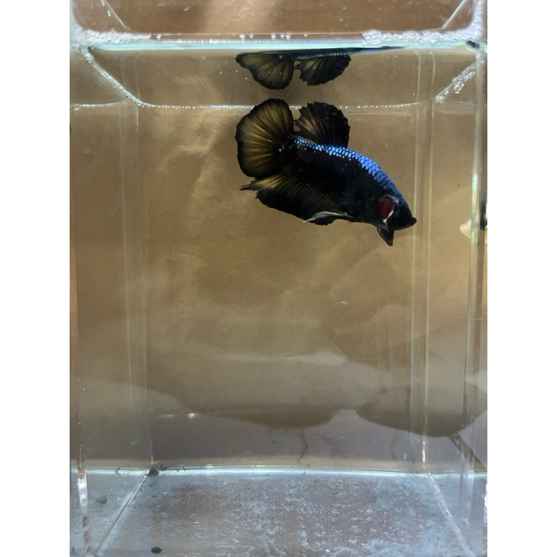 Cupang Giant / Giant Avatar / Ikan Hias / Male