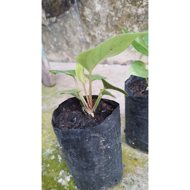 Anakan anthurium garuda batang merah