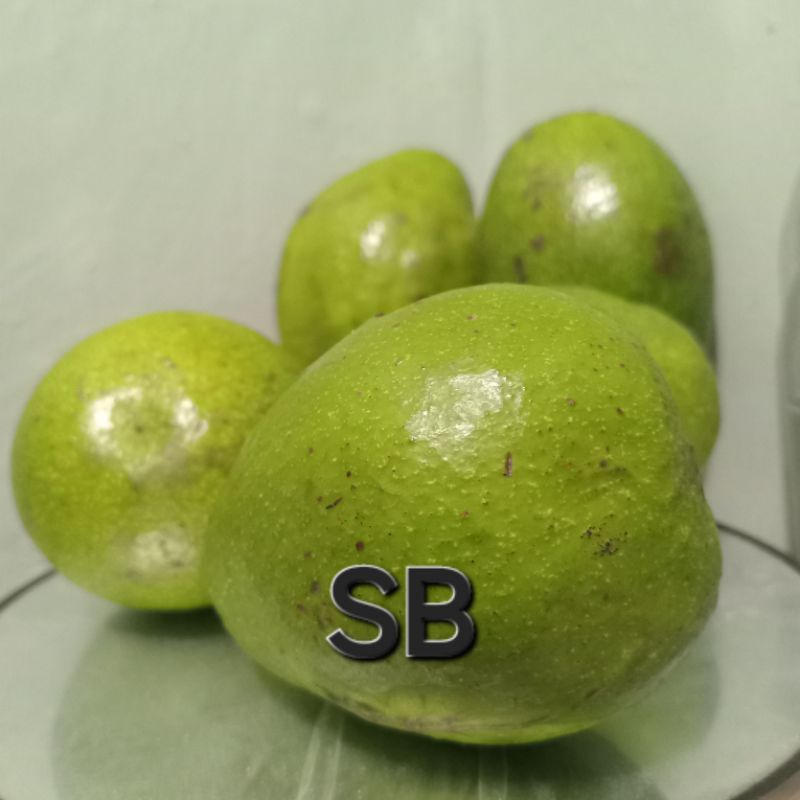 

Alpukat Murah 1 Kg