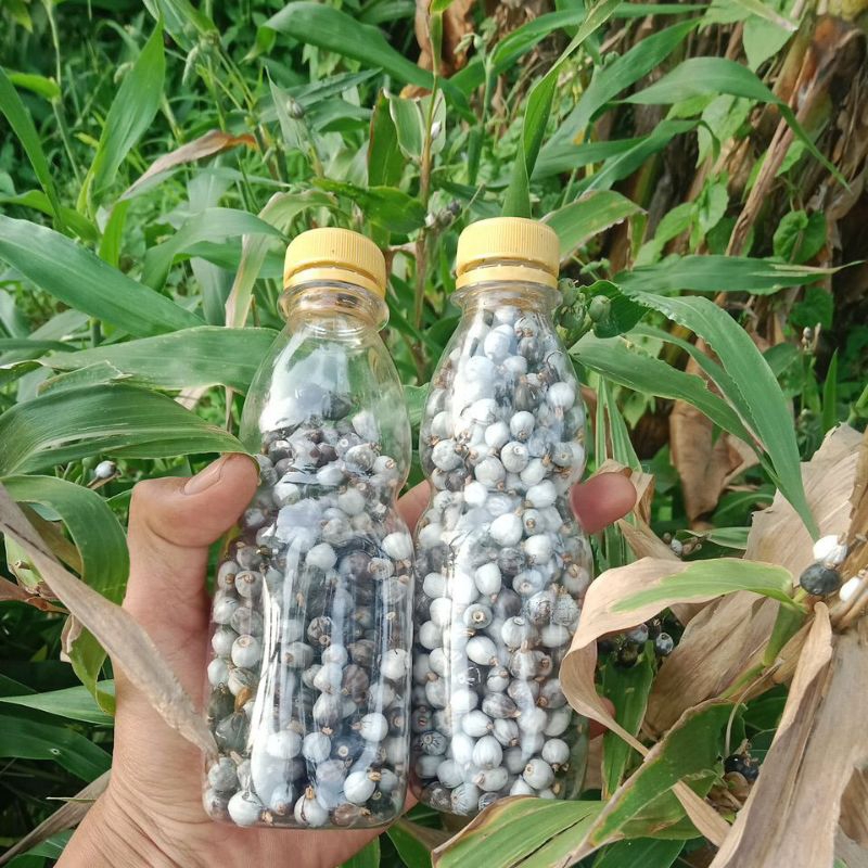 

Biji jali jali 1 botol 250 ML isi 500 butir lebih