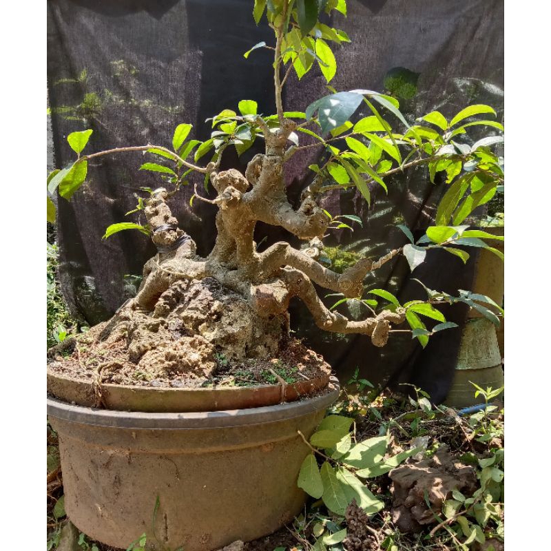 bahan bonsai ampelas