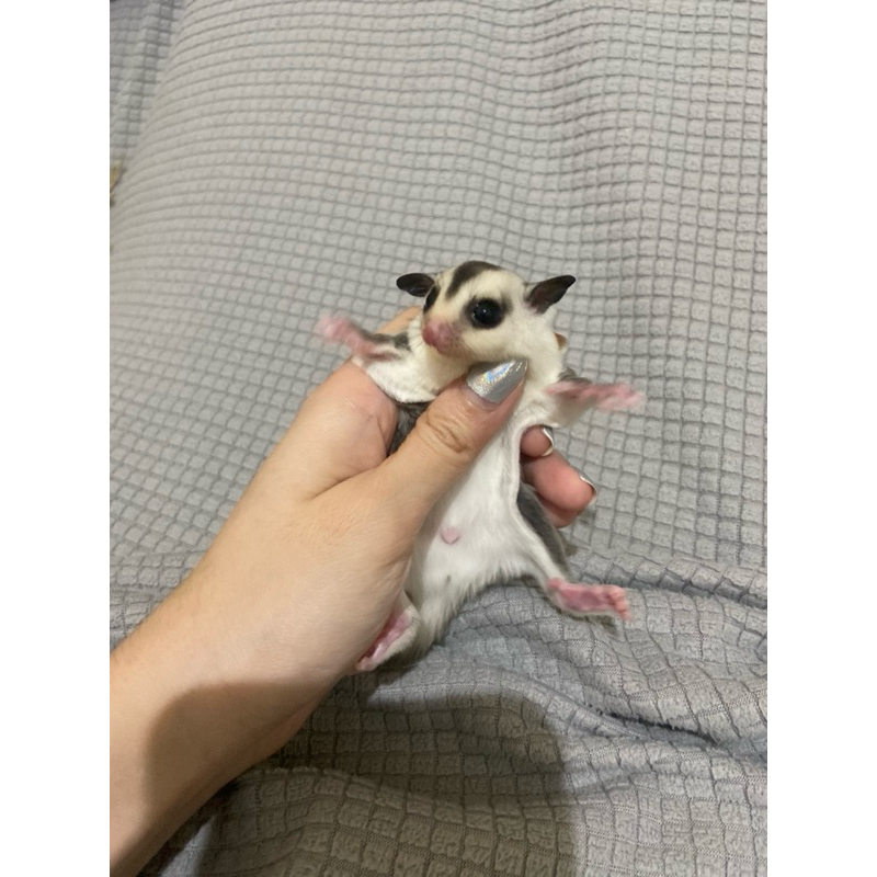 joey sugar glider white face jantan