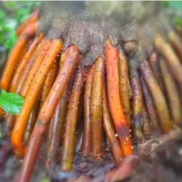 

akar pinang 100gram stamina pria termurah