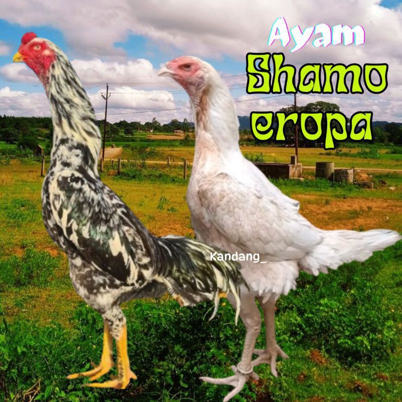 

telur ayam shamo eropa ori bisa di tetaskan