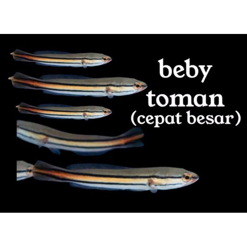 PAKET 1  EKOR TOMAN BIRU UK 8-10CM