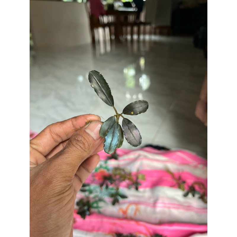 Bucephalandra brownie bluesky