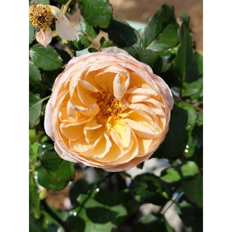 Mawar Import Alexandrine, Mawar wangi