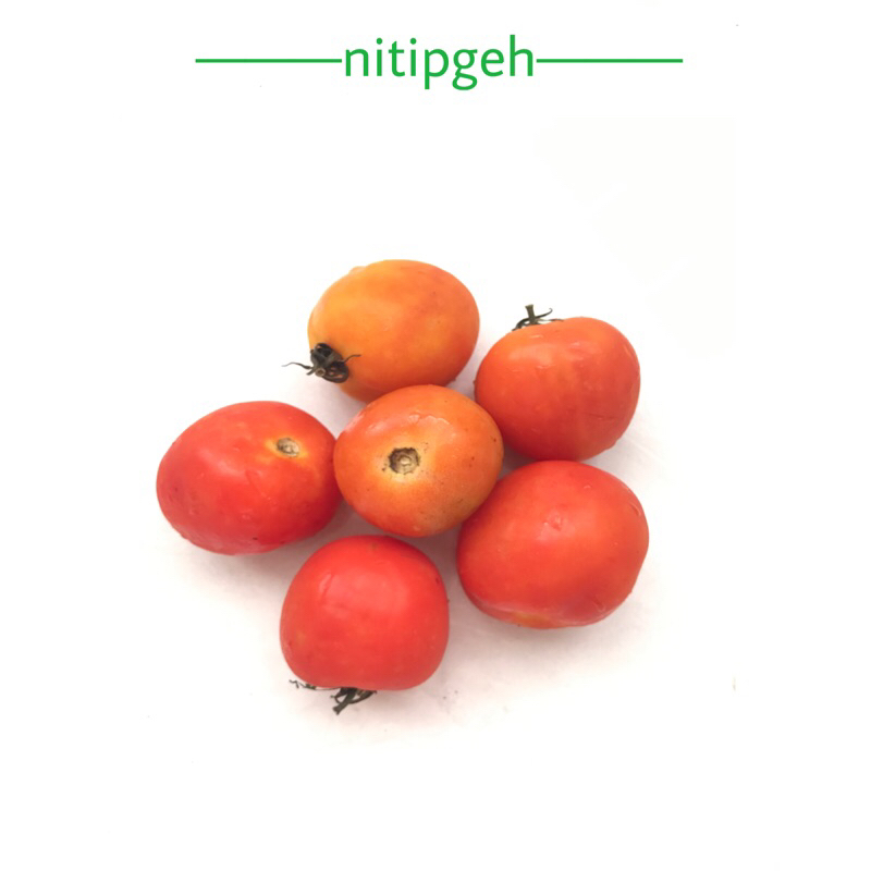

nitipgeh Tomat Segar 500g