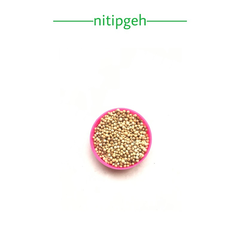 

nitipgeh biji ketumbar