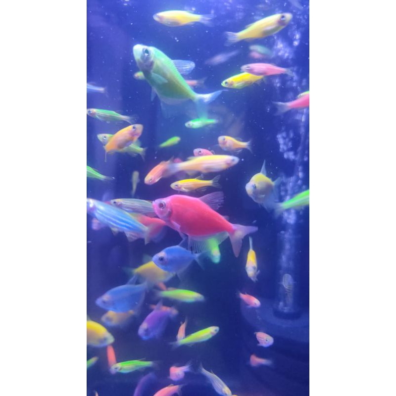 Glow Fish Glofish Tetra Danio