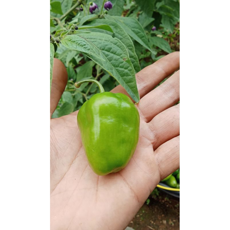 

cabe gendot cabai bendot 250g bandung untuk mukbang