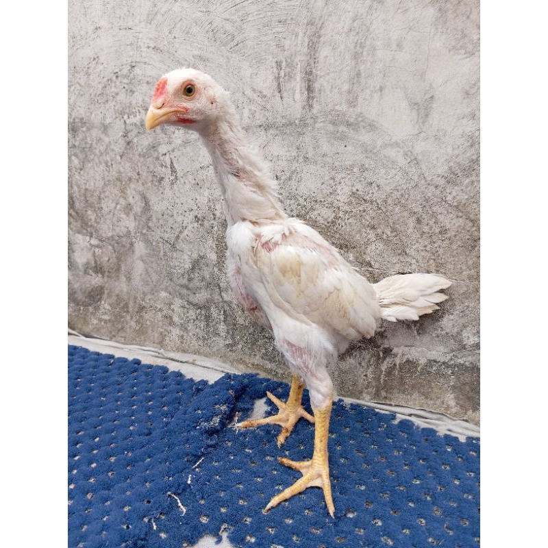 Plucker WD x Pakhoy White king. Gak brakot gak asik..