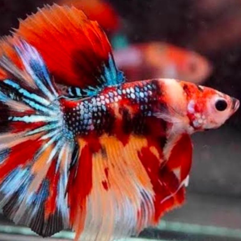 ikan cupang halfmoon nemo galaxy ekor lebar