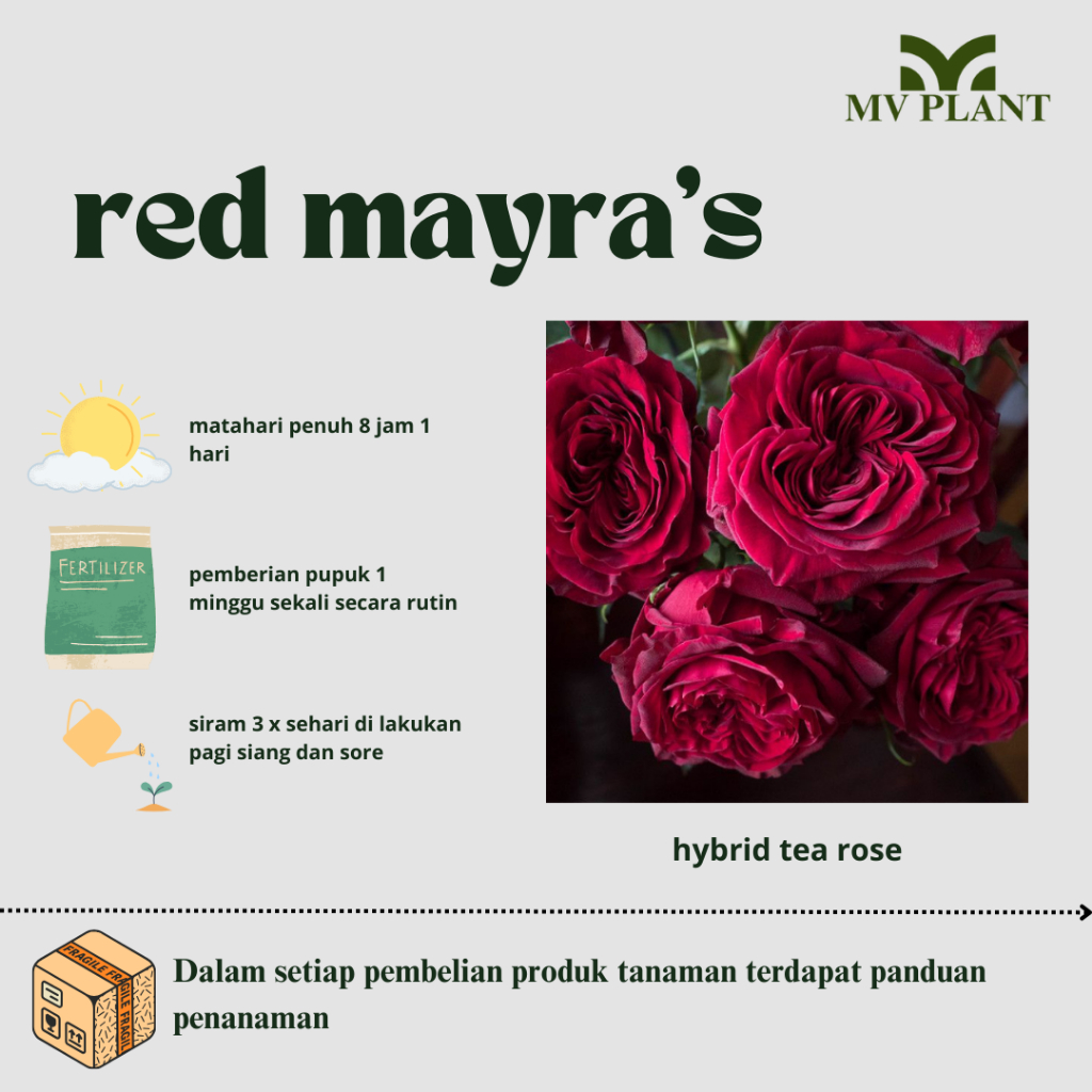 Tanaman Hidup Bunga Mawar Import RED MAYRA-mawar merah-Bunga mawar hidup-Mawar cantik-bunga mawar mu