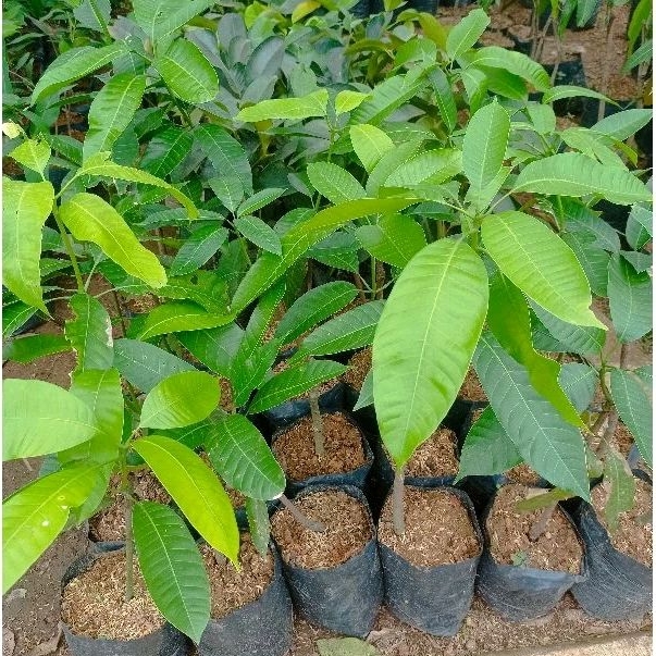 Bibit Mangga Kweni / Mangga Kuweni
