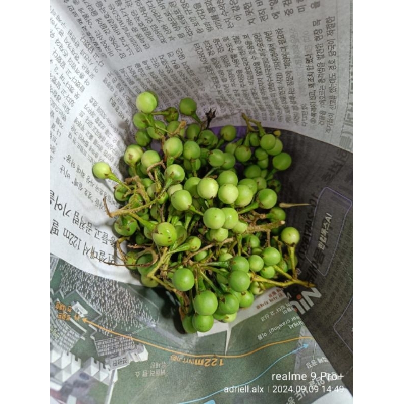 

RB Rimbang Segar Tekokak segar 500gr