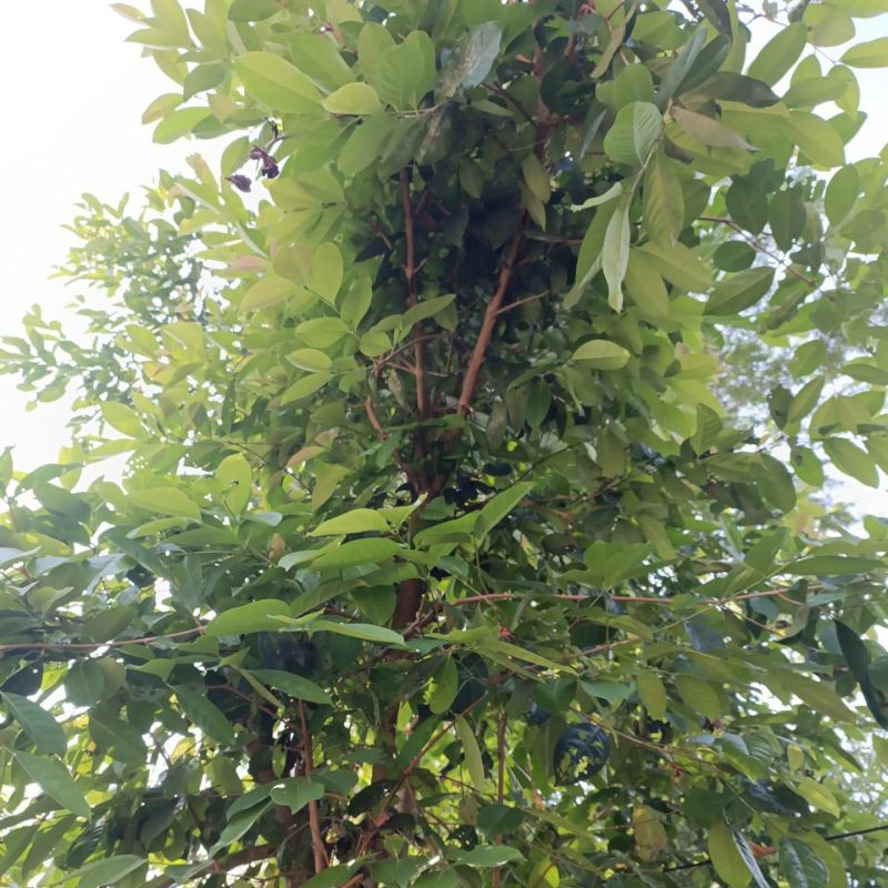 

Daun Salam