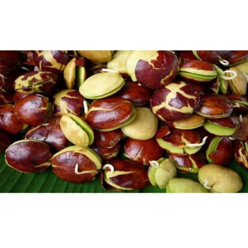 

JENGKOL TUA Super Fress 1 Kg