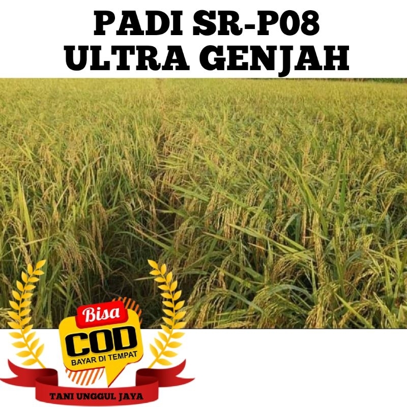 BENIH BIBIT PADI SR P08 ULTRA GENJAH NEW PRODUCT KEMASAN 5 KG