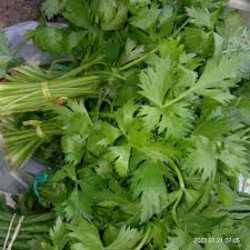 

DAUN SOP 1 PACK
