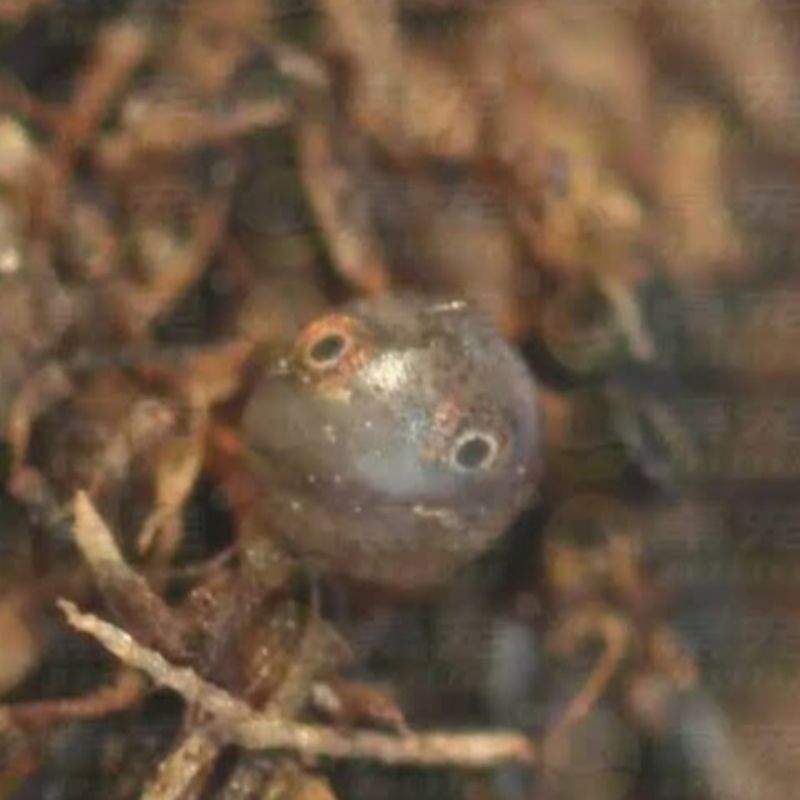 Telur Killifish Guentheri Red | Kamaquatic