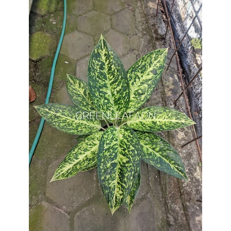 Tanaman Hias Aglonema White Bigroy Lulaiwan putih